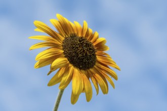 Single flowering sunflower (Helianthus annuus) in front of a blue sky, Bavaria, Germany