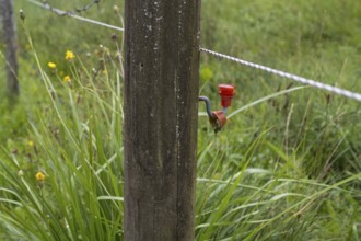 Electric fence on a willow, detail, Upper Bavaria, Bavaria, Germany