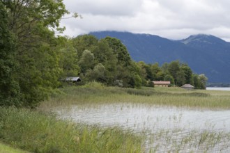 Banks of Tegernsee, reed grass, forest and boathouses on the lake, Gmund, Tegernsee, Upper Bavaria,