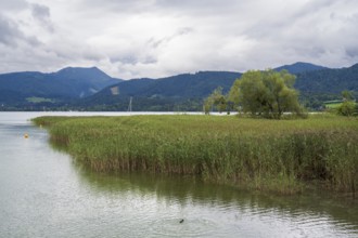 Landschaft am Tegernsee, Gmund, Upper Bavaria, Bavaria, Germany