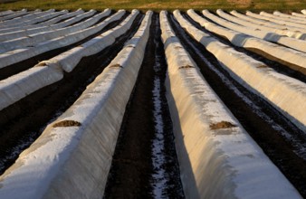 White film prevents purple and green asparagus heads, controls the start of harvest, asparagus,