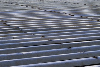 White film prevents purple and green asparagus heads, controls the start of harvest, asparagus,