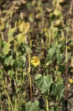Sunflower field, brown withered sunflowers (Helianthus annuus), including a single young plant