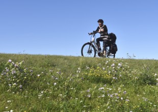 Woman riding a bicycle on a dike on the Darß peninsula, Mecklenburg-Western Pomerania, Germany