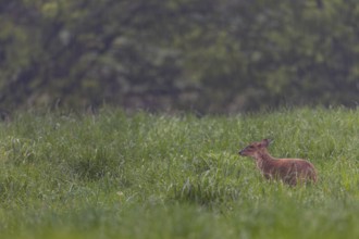 A female Chinese muntjac (Muntiacus reevesi) foraging in the pouring rain, Neozoen, Germany