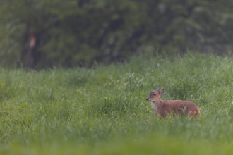 A female Chinese muntjac (Muntiacus reevesi) in the pouring rain in a meadow, Neozoen, Germany