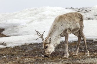 A reindeer calf (Rangifer tarandus) grazing the sparse vegetation at the edge of a snowfield, snow,