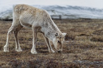 The new antlers of the reindeer cow (Rangifer tarandus) are just starting to grow, snow, winter,