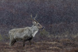 The reindeer cow (Rangifer tarandus) is also used to sudden snowfall in spring and summer,
