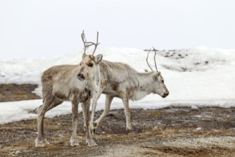 Two reindeer calves (Rangifer tarandus) foraging in the snowy tundra, snow, winter, cold, Sweden