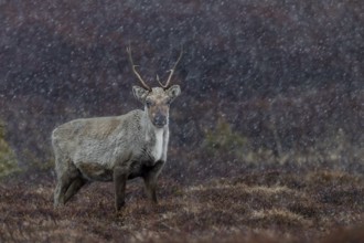 Snowfall in May is certainly not unknown to the reindeer cow (Rangifer tarandus), snowfall, snow,