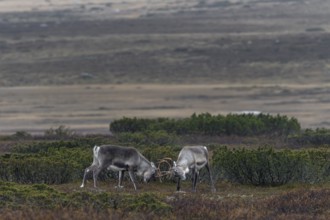 Two young reindeer bulls (Rangifer tarandus) measure their strength in a playful fight, ranking,
