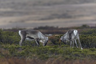 The young reindeer bulls (Rangifer tarandus) start practising early for the rutting fights,
