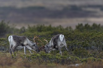 In a few years, the young reindeer bulls (Rangifer tarandus) will benefit from their practice in