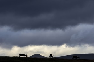 While the reindeer (Rangifer tarandus) graze on a mountain ridge, a storm front builds up in the