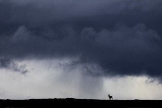 A reindeer (Rangifer tarandus) in front of a storm front and the first rain in the background,