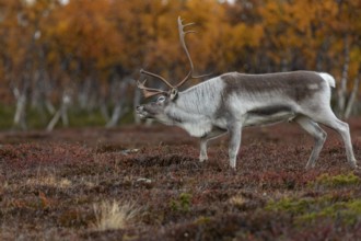 The reindeer bull (Rangifer tarandus) follows his herd roaring, rutting season, mating season,