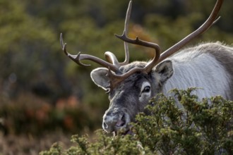 Portrait of reindeer bull (Rangifer tarandus) in rut, rutting season, mating season, autumn, Sweden