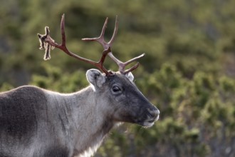 Portrait of a reindeer cow (Rangifer tarandus), rutting season, mating season, autumn, Sweden