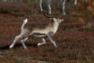 The reindeer calf (Rangifer tarandus) shows the typical posture of the species when trotting,
