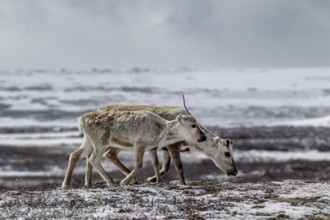A reindeer cow (Rangifer tarandus) walks across the snow-covered tundra with her last year's calf,