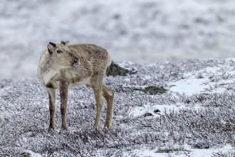The name Ren, for the reindeer (Rangifer tarandus) originated from Nordic spellings, such as