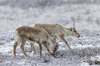 Two reindeer calves (Rangifer tarandus) walking across the snowy tundra, snowfall, snow, winter,