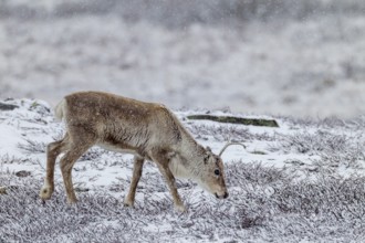 A reindeer calf (Rangifer tarandus) foraging in the snow, snowfall, snow, winter, cold, Sweden
