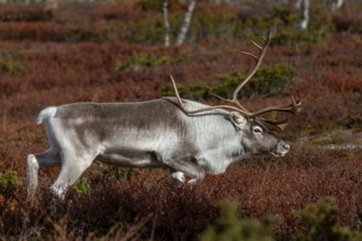 A reindeer bull (Rangifer tarandus) follows his herd wandering across the tundra during the rut,