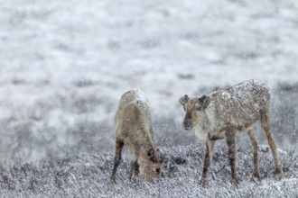 Reindeer cows (Rangifer tarandus) in snow flurries, snowfall, snow, winter, cold, Sweden
