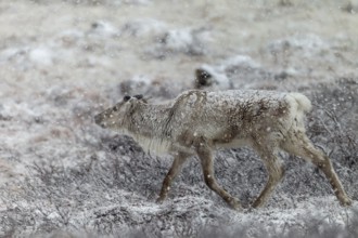 The onset of winter in May will not cause any problems for the reindeer cow (Rangifer tarandus),