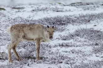 Despite the snow, the reindeer cow (Rangifer tarandus) finds enough food, snowfall, snow, winter,