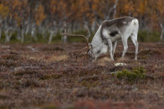 The scents contained in a female's urine seem to be of great interest to the reindeer bull