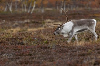 The reindeer bull (Rangifer tarandus) follows his herd with bowed head, rutting season, mating