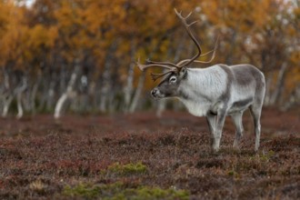 The reindeer bull (Rangifer tarandus) watches his herd relaxed, rutting season, mating season,