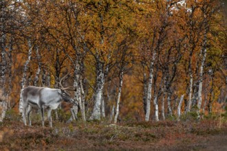 Reindeer bull (Rangifer tarandus) in rut in autumn ambience, rutting season, mating season, autumn,