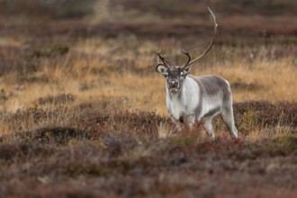 The reindeer bull (Rangifer tarandus) attentively follows his herd, rutting season, mating season,