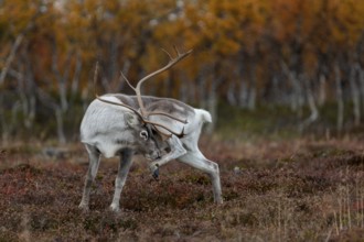 A reindeer bull (Rangifer tarandus) grooming, rutting season, mating season, autumn, Sweden