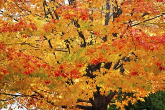 Bright autumn leaves, maple leaves (Acer), Indian summer, Maine, New England, USA