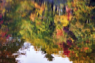 Trees reflected in water surface, riverbank, river landscape, colorful autumn leaves, Indian