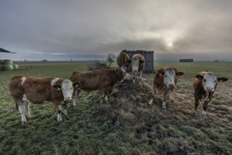 Cows, cattle, young animals, herd of cattle, standing, frontal, fog, high fog, back light,