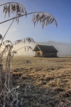Hut, wooden hut, morning light, sunny, frost, hoarfrost, cold, grasses, reeds, winter, fog,