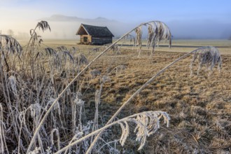 Hut, wooden hut, morning light, sunny, frost, hoarfrost, cold, grasses, reeds, winter, fog,