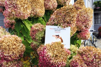 Withered flowers of a hydrangea in the front yard, funny sign warns against touching, theft,