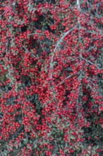 Fan-shaped cotoneaster (Cotoneaster horizontalis), Emsland, Lower Saxony, Germany