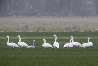 Whooper swans (Cygnus cygnus), Emsland, Lower Saxony, Germany