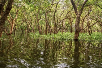 Mangrove trees, mangrove forest, southern Louisiana, Gulf of Mexico, USA