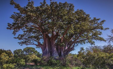 Baobab tree in Namibia, characteristic tree species in dry tree savanna, mostly in lowlands of