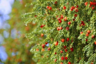 Fruits on a European yew tree, southern Germany