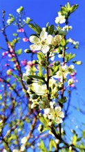 Apricot blossoms in the garden